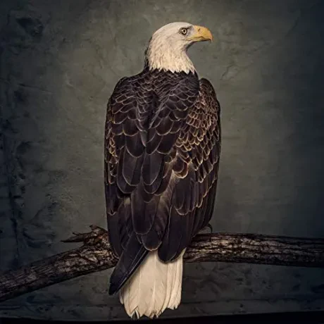 CLUTCH - Book Of Bad Decisions (CD)