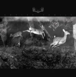 Виниловая пластинка Antler Family - Antler [Colored Vinyl] NEW Vinyl