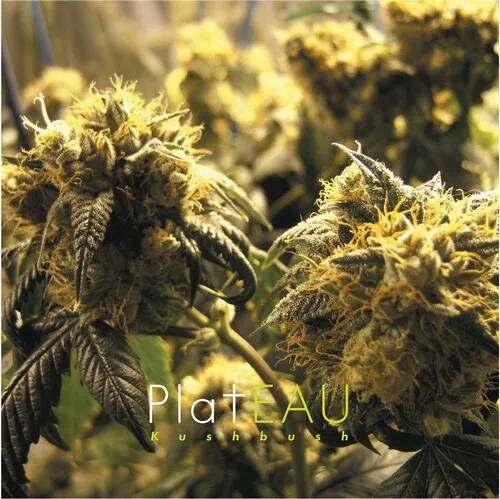 Виниловая пластинка Plateau - Kushbush [New Vinyl LP]