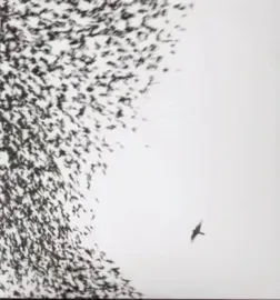 Виниловая пластинка Wilco – Sky Blue Sky Sealed