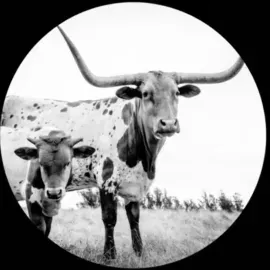 Mike Flanigin - West Texas Blues [Picture Disc] NEW Vinyl
