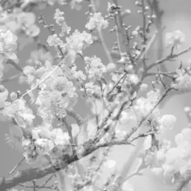 Виниловая пластинка Masabumi Kikuchi – Hanamichi: The Final Studio Recording, Vol. II (Релиз 2025)