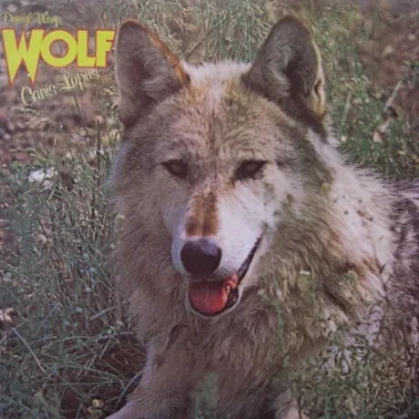 DARRYL WAY'S WOLF - Canis Lupus (LP , Used)