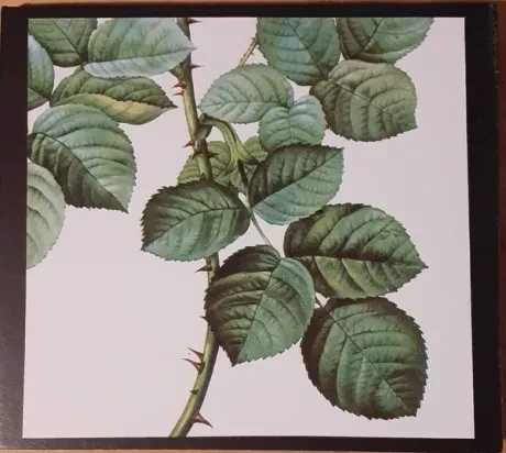 NURSE WITH WOUND / ARANOS - [Sic] (2CD)