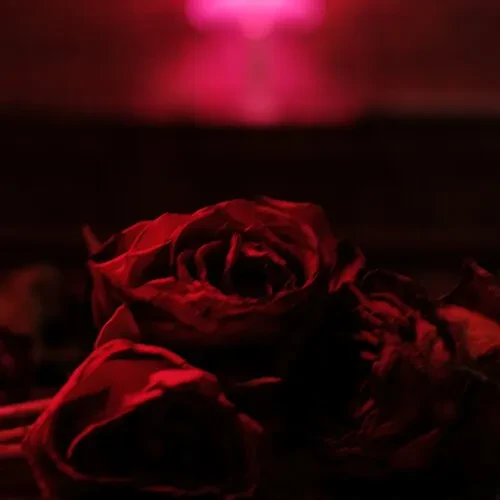 Виниловая пластинка The Paper Kites - Roses [New Vinyl LP]