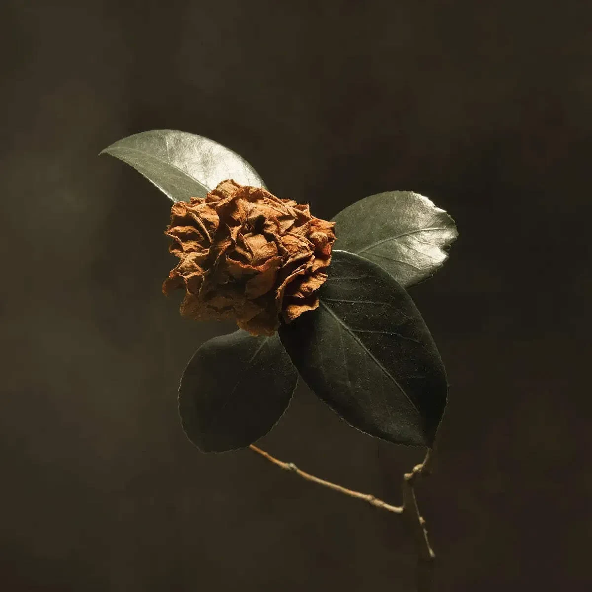 Виниловая пластинка St. Paul & The Broken Bones – Young Sick Camellia (Релиз 2025)