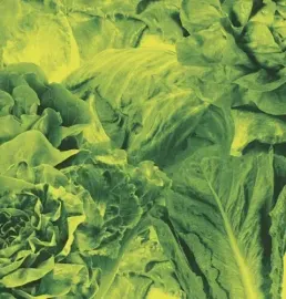 Виниловая пластинка Lettuce - Monorail 3000 B/w Star Children [New 7" Vinyl]